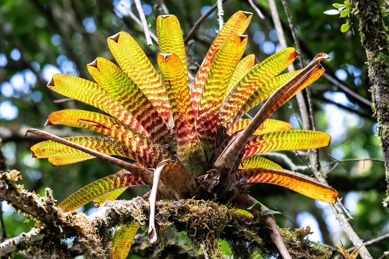 Bromelia - Bromelia: Kolorowe i wyjątkowe rośliny z tropików