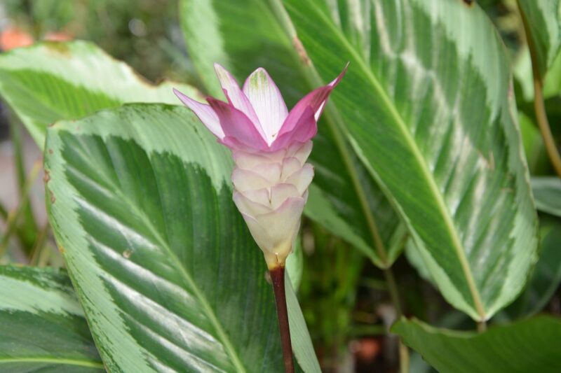 Calathea - Calathea: Roślina o niesamowitych wzorach na liściach