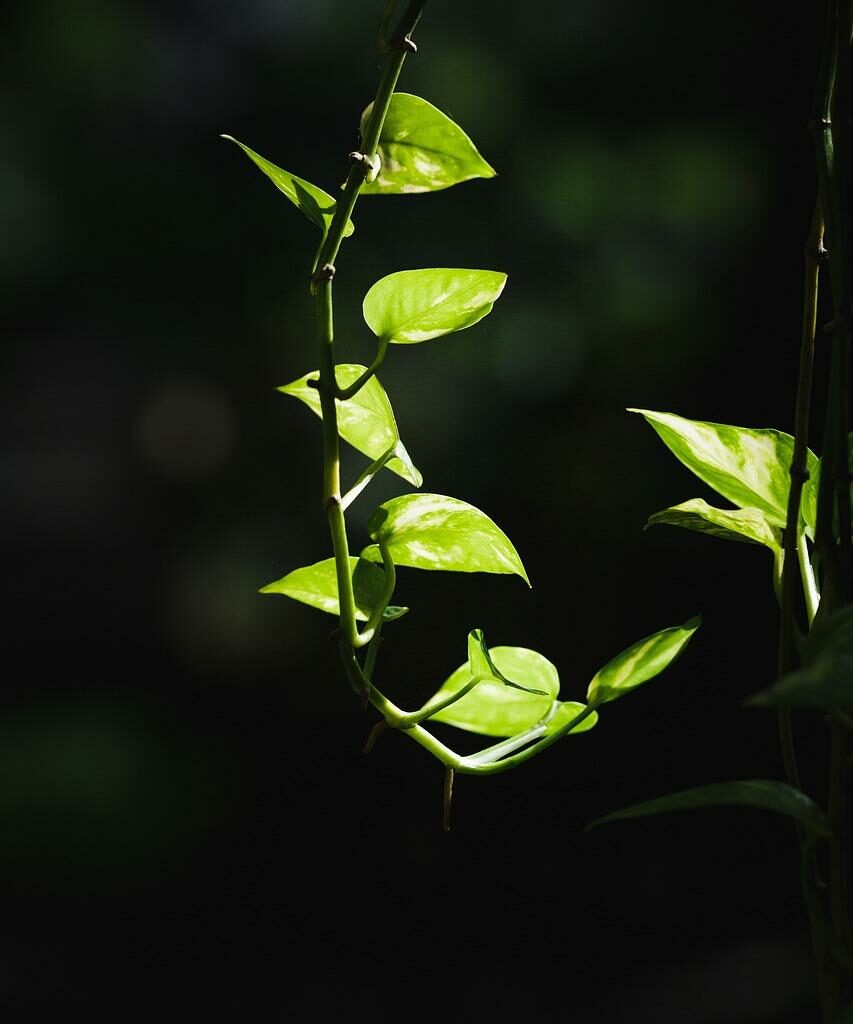 Epipremnum aureum - Epipremnum Aureum: Roślina oczyszczająca powietrze