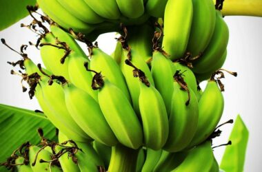 Musa acuminata - Banany dla domowego ogrodu: Wszystko, co musisz wiedzieć o uprawie bananowca
