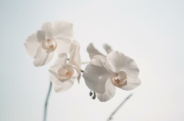 Phalaenopsis - Phalaenopsis: Poradnik hodowcy orchidei