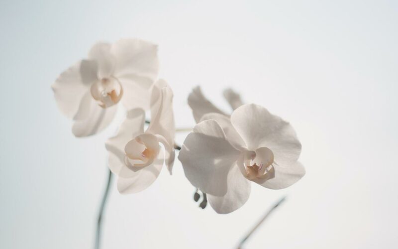 Phalaenopsis - Phalaenopsis: Poradnik hodowcy orchidei