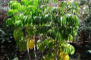 Schefflera - Schefflera: Efektowna roślina o niezwykłych kształtach liści