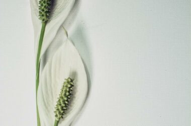 Spathiphyllum - Spathiphyllum: Roślina oczyszczająca i piękne kwiaty