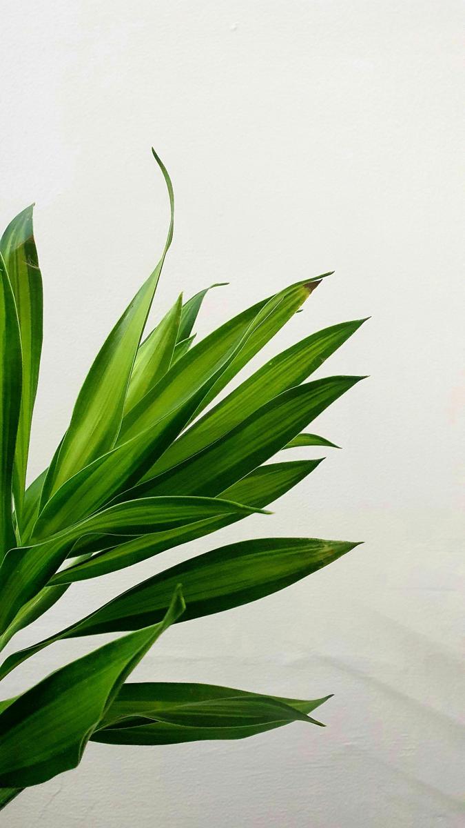 Dracaena plant