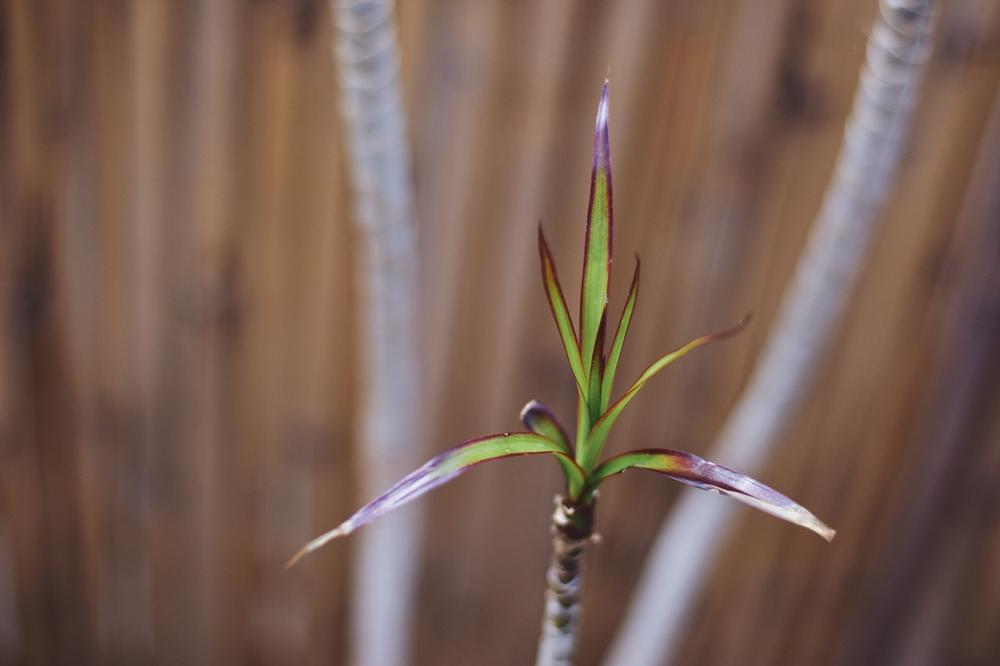 Dracaena plant