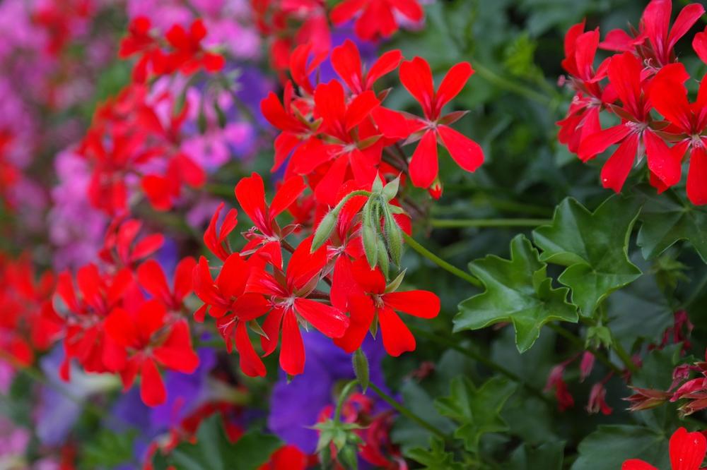 Pelargonium indoors