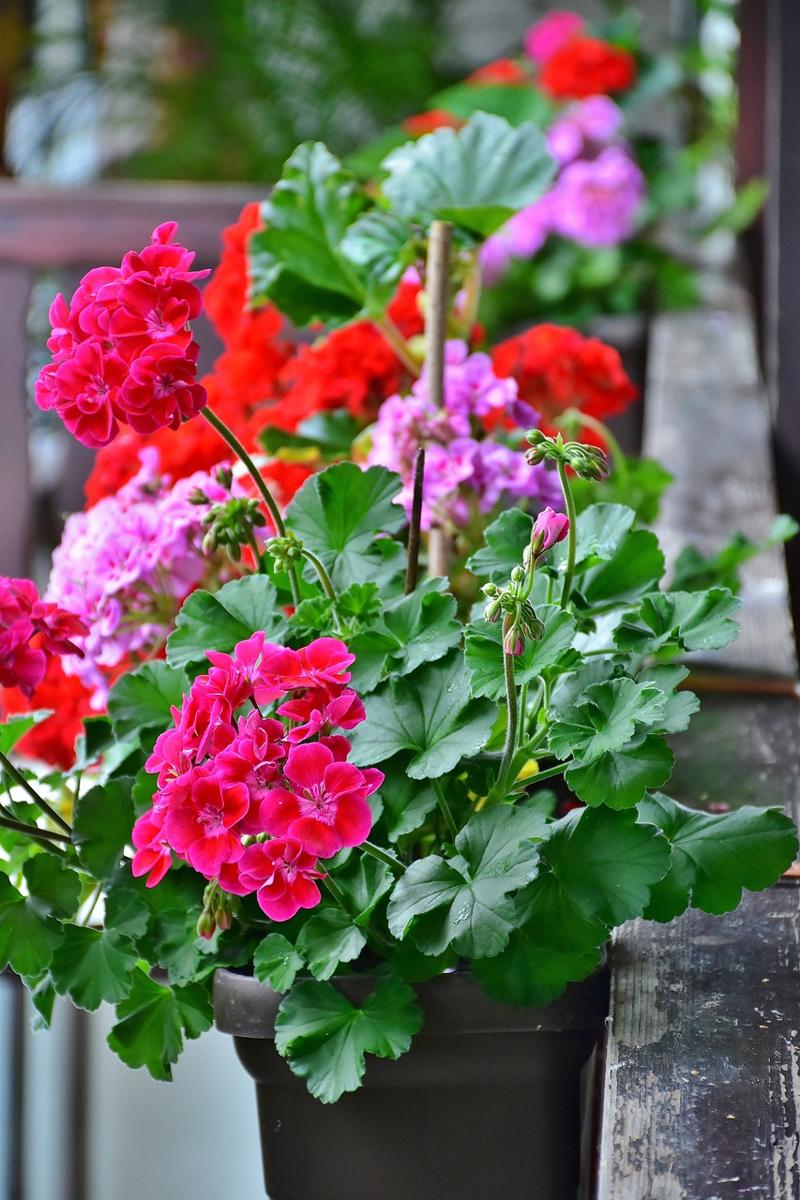 Pelargonium indoors