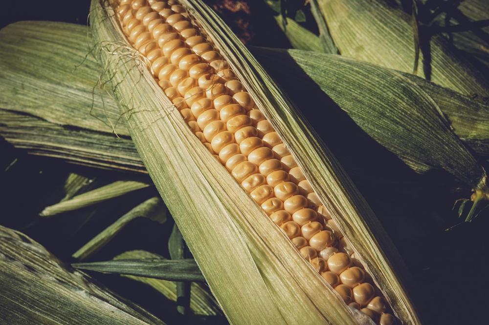 boiled corn