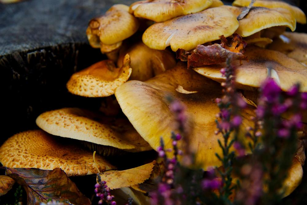 edible mushrooms
