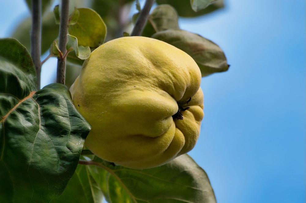 quince juice