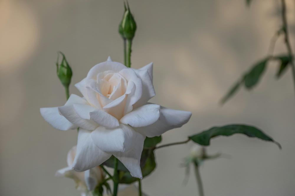 rose planting