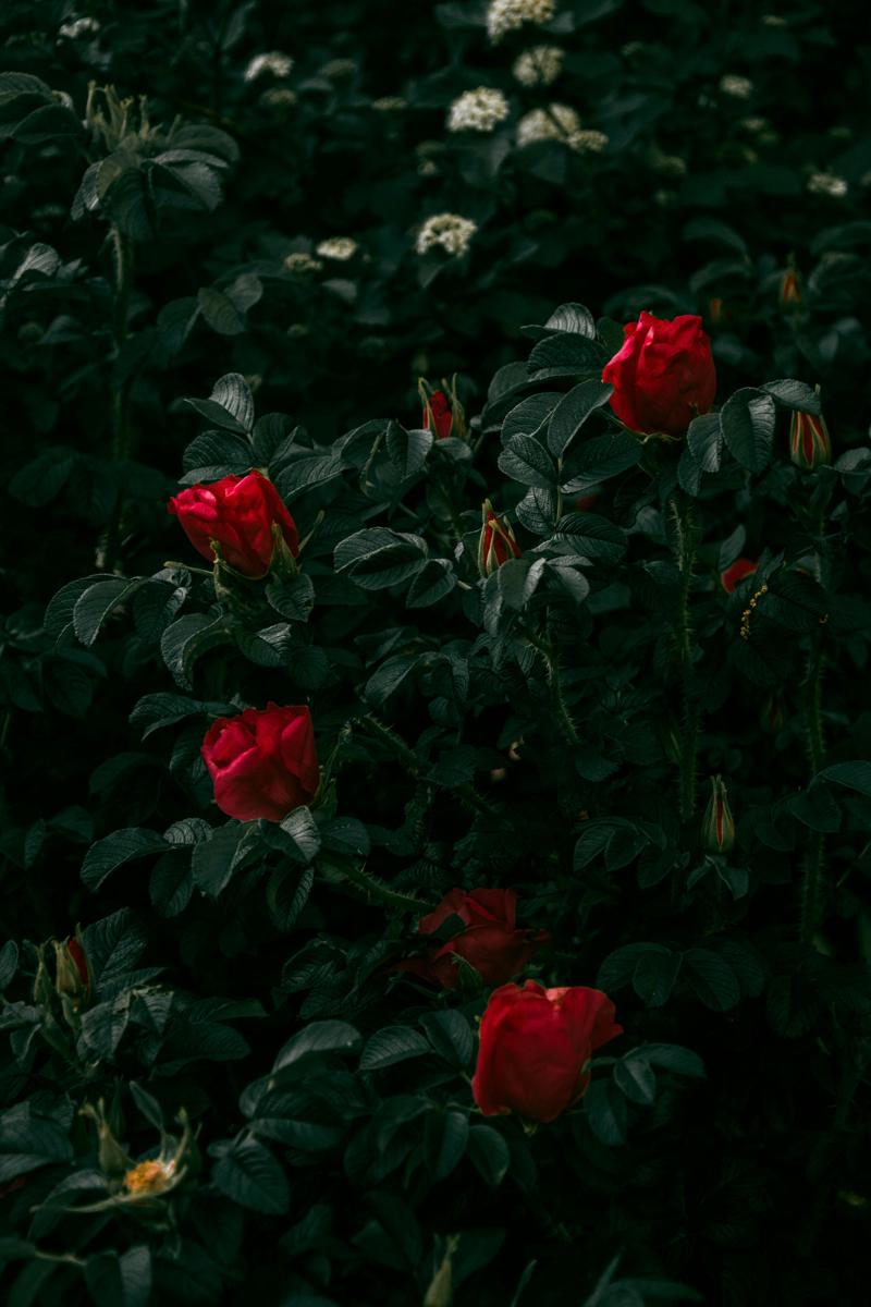rose planting