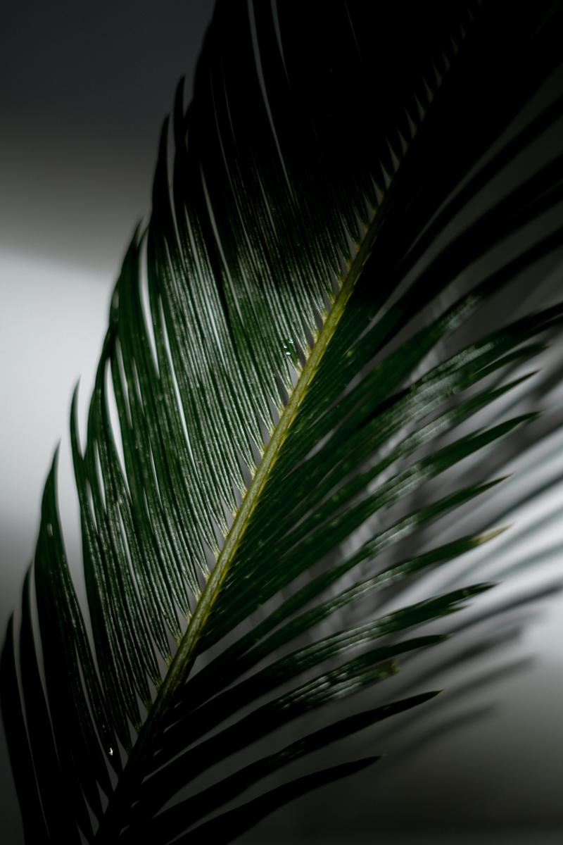 palm plant