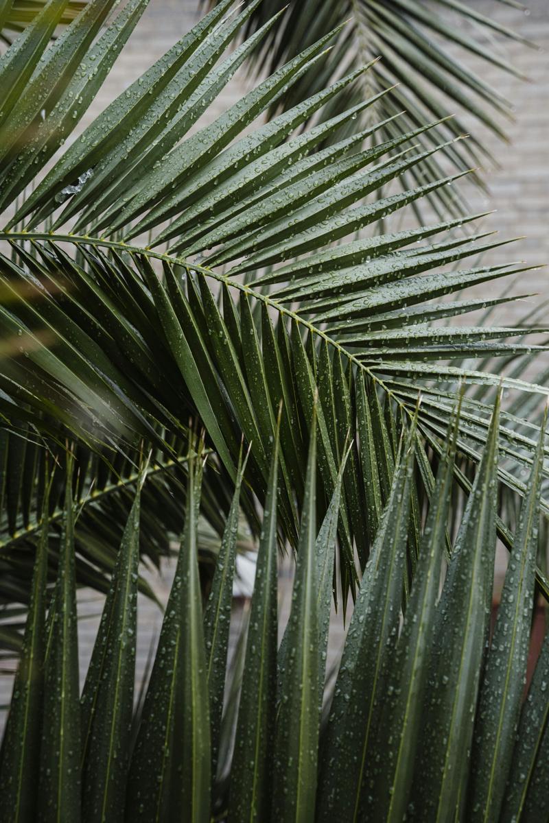 palm plant